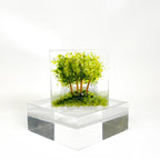 Small Tealight - Group of Trees
