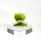 Small Tealight - Group of Trees