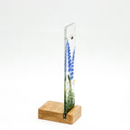 Bluebells in Small Oak Plinth
