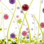 Tea Light - Candle Display - Cerise and Purple Flower Meadow