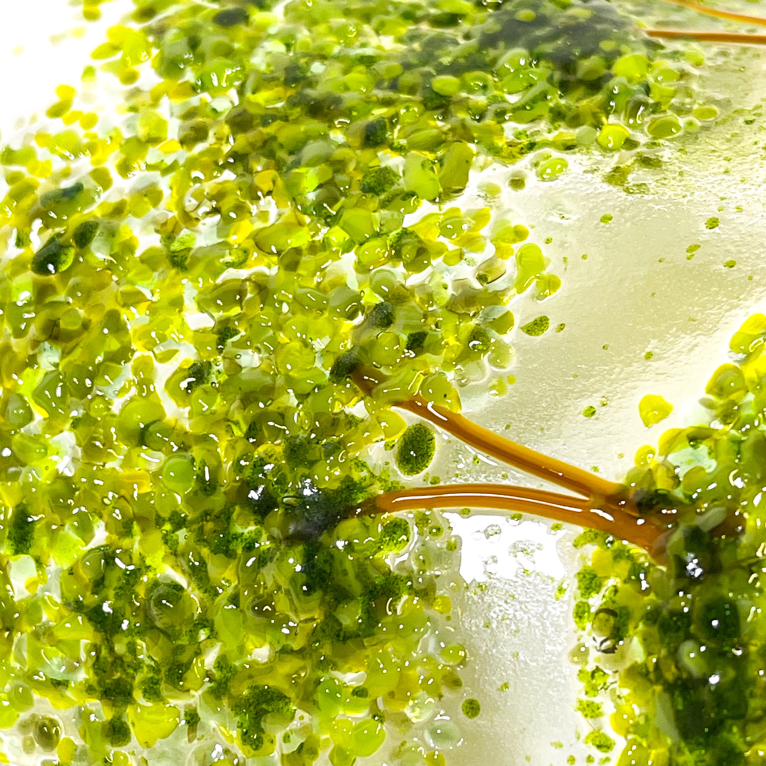 Glass Screen - Fused Glass Summer Trees